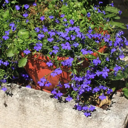 By The Sea Orebic, Peljesac - 4525 *