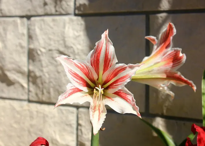 Appartamento By The Sea Orebic, Peljesac - 4525