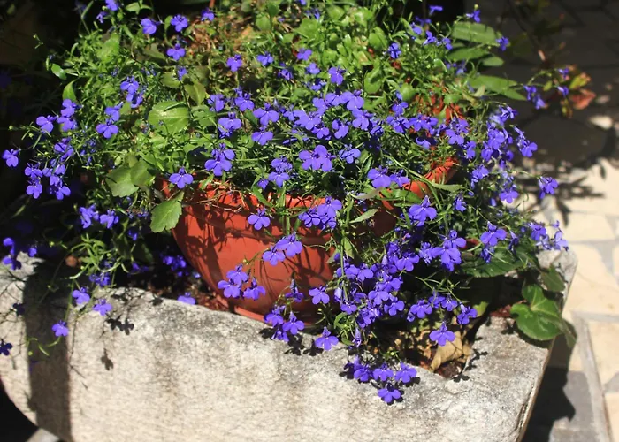 By The Sea Orebic, Peljesac - 4525 *