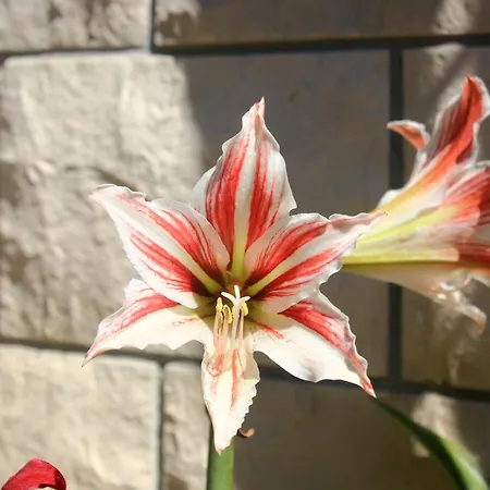 Apartman By The Sea Orebic, Peljesac - 4525